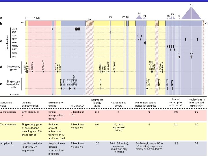 Cromosoma Y umano (2003) - regione sesso specifica 