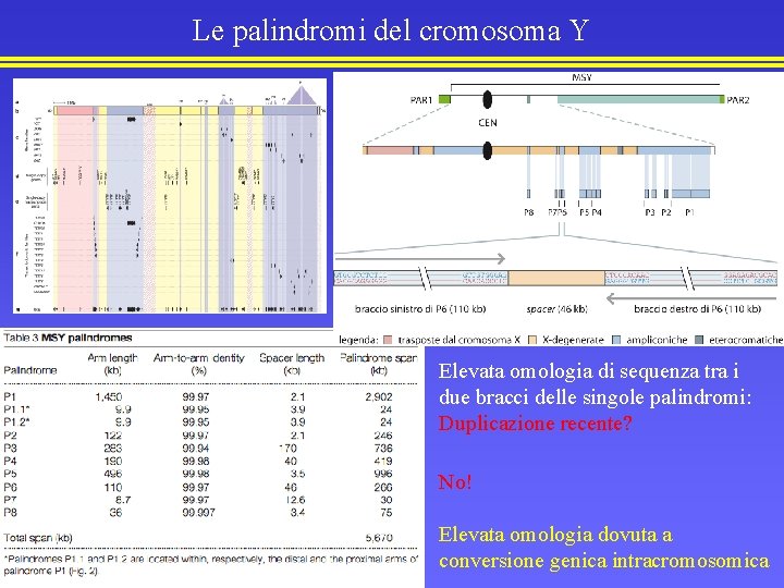 Le palindromi del cromosoma Y Elevata omologia di sequenza tra i due bracci delle