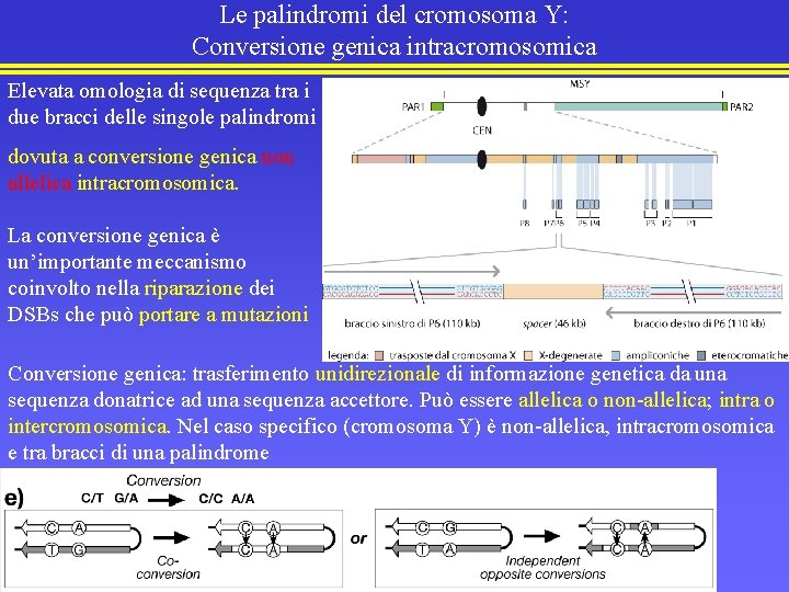 Le palindromi del cromosoma Y: Conversione genica intracromosomica Elevata omologia di sequenza tra i