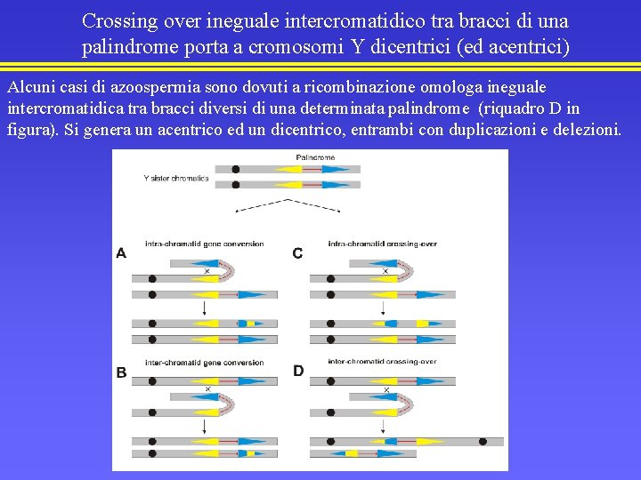 Crossing over ineguale intercromatidico tra bracci di una palindrome porta a cromosomi Y dicentrici
