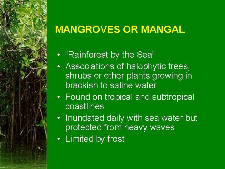 MANGROVES OR MANGAL • “Rainforest by the Sea” • Associations of halophytic trees, shrubs