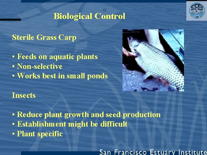 Biological Control Sterile Grass Carp • Feeds on aquatic plants • Non-selective • Works