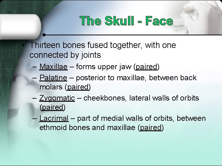 The Skull - Face • Thirteen bones fused together, with one connected by joints