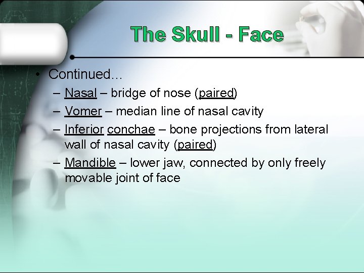 The Skull - Face • Continued… – Nasal – bridge of nose (paired) –