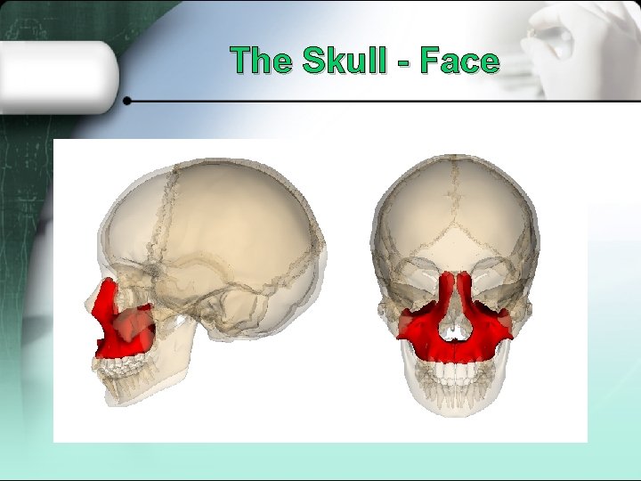 The Skull - Face 