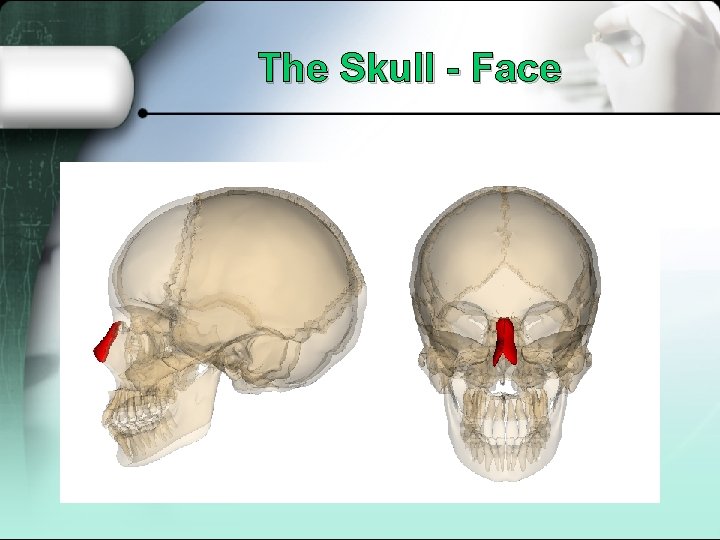 The Skull - Face 