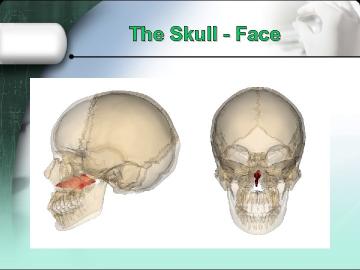 The Skull - Face 