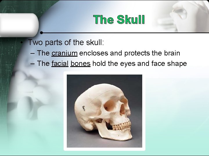 The Skull • Two parts of the skull: – The cranium encloses and protects