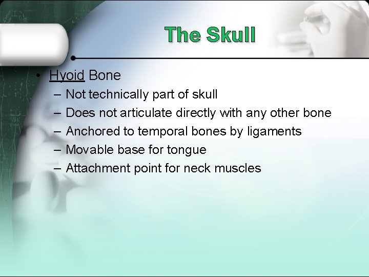 The Skull • Hyoid Bone – – – Not technically part of skull Does