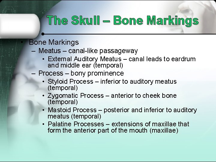 The Skull – Bone Markings • Bone Markings – Meatus – canal-like passageway •