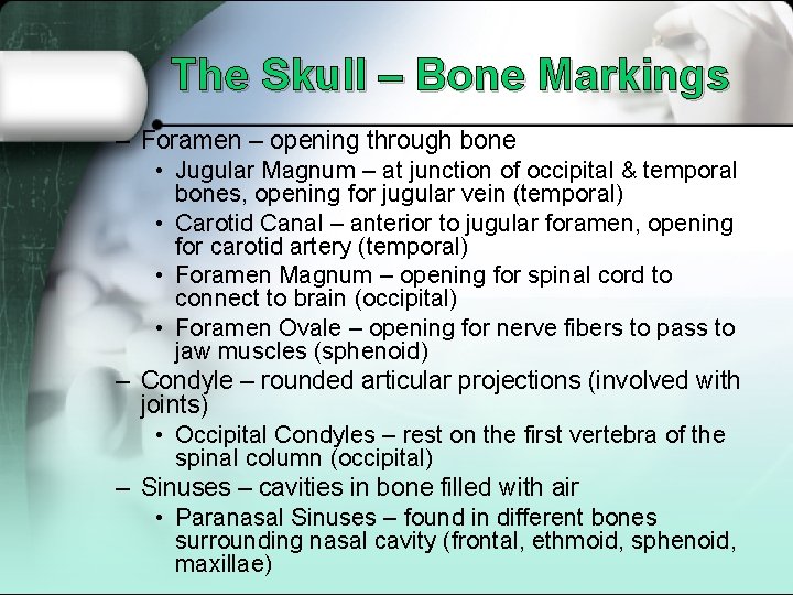 The Skull – Bone Markings – Foramen – opening through bone • Jugular Magnum