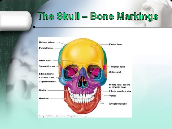 The Skull – Bone Markings 
