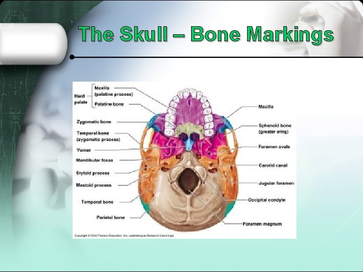 The Skull – Bone Markings 