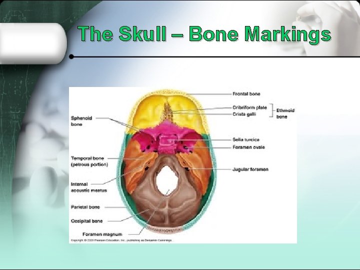 The Skull – Bone Markings 