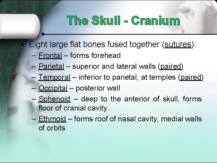 The Skull - Cranium • Eight large flat bones fused together (sutures): – –