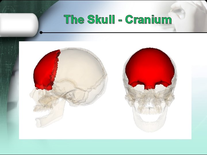 The Skull - Cranium 