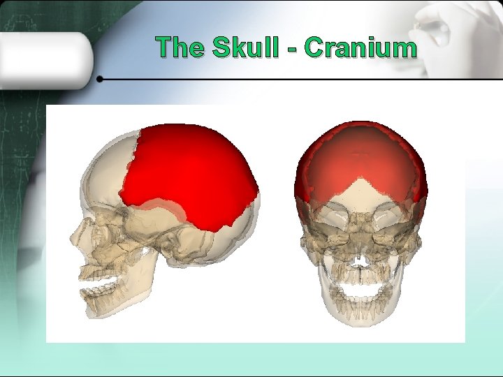 The Skull - Cranium 