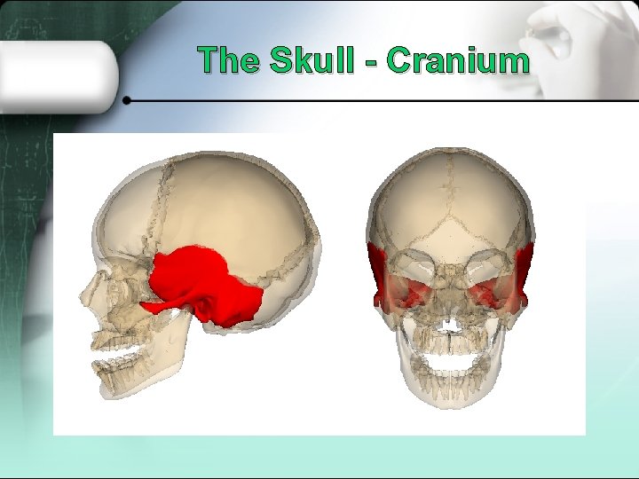 The Skull - Cranium 