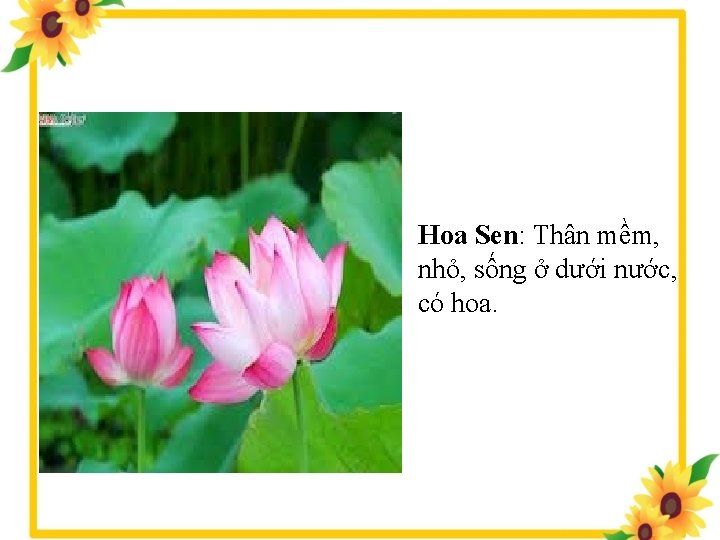 Hoa Sen: Thân mềm, nhỏ, sống ở dưới nước, có hoa. 