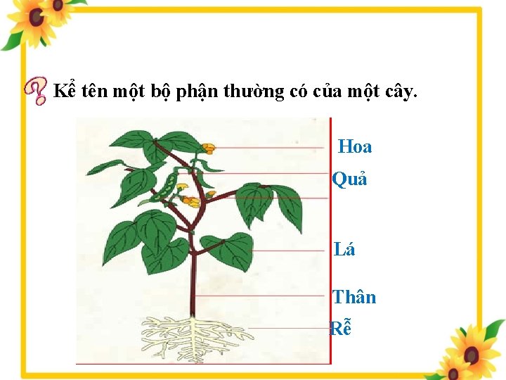 Kể tên một bộ phận thường có của một cây. Hoa Quả Lá Thân