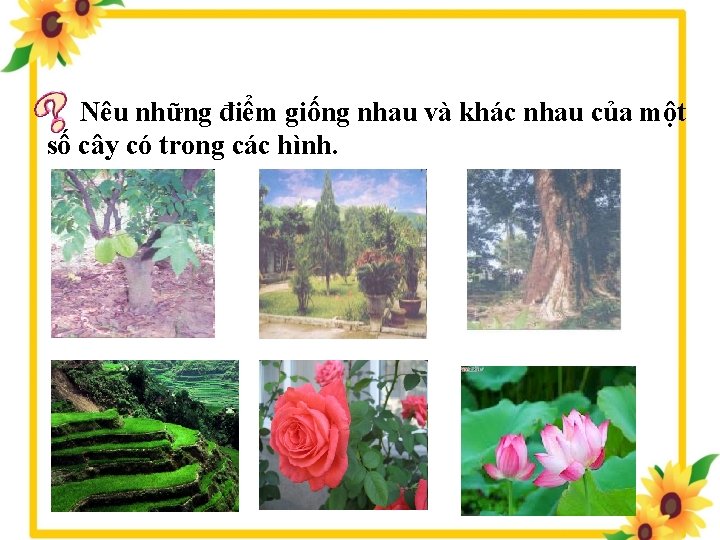 Nêu những điểm giống nhau và khác nhau của một số cây có trong