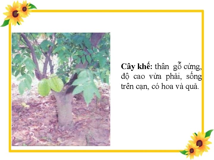 Cây khế: thân gỗ cứng, độ cao vừa phải, sống trên cạn, có hoa