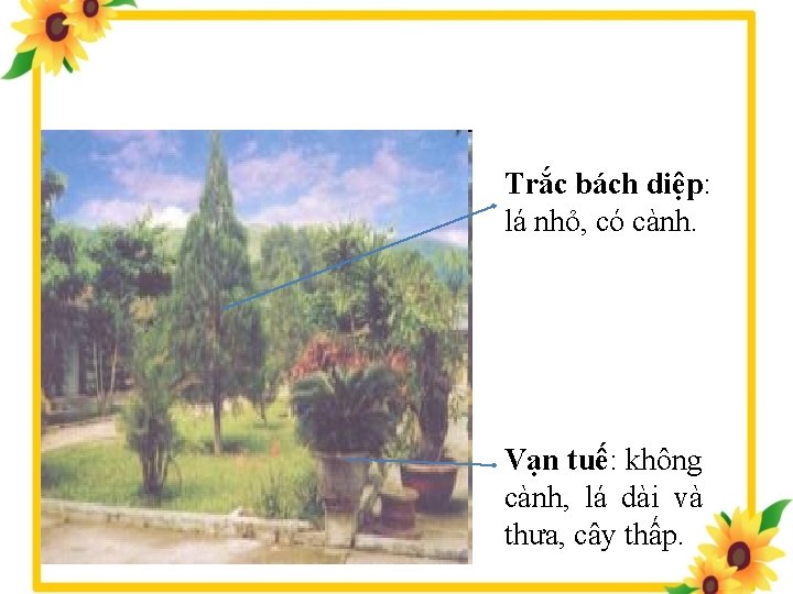 Trắc bách diệp: lá nhỏ, có cành. Vạn tuế: không cành, lá dài và