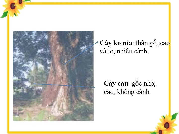 Cây kơ nia: thân gỗ, cao và to, nhiều cành. Cây cau: gốc nhỏ,