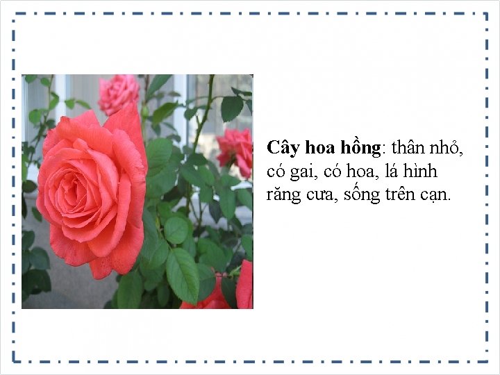 Cây hoa hồng: thân nhỏ, có gai, có hoa, lá hình răng cưa, sống