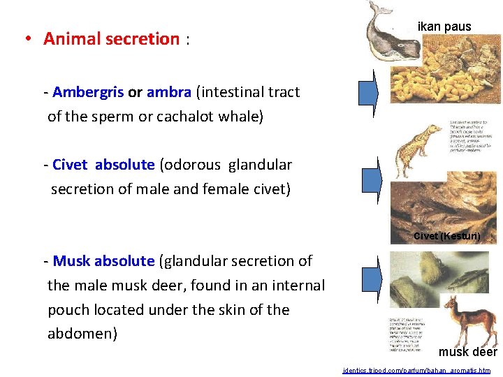  • Animal secretion : ikan paus - Ambergris or ambra (intestinal tract of