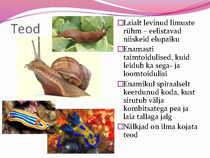 Teod �Laialt levinud limuste rühm – eelistavad niiskeid elupaiku �Enamasti taimtoidulised, kuid leidub ka