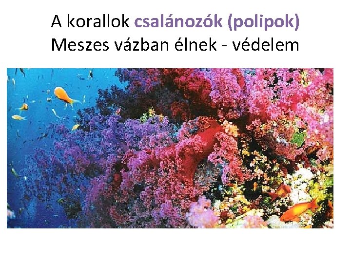 A korallok csalánozók (polipok) Meszes vázban élnek - védelem 