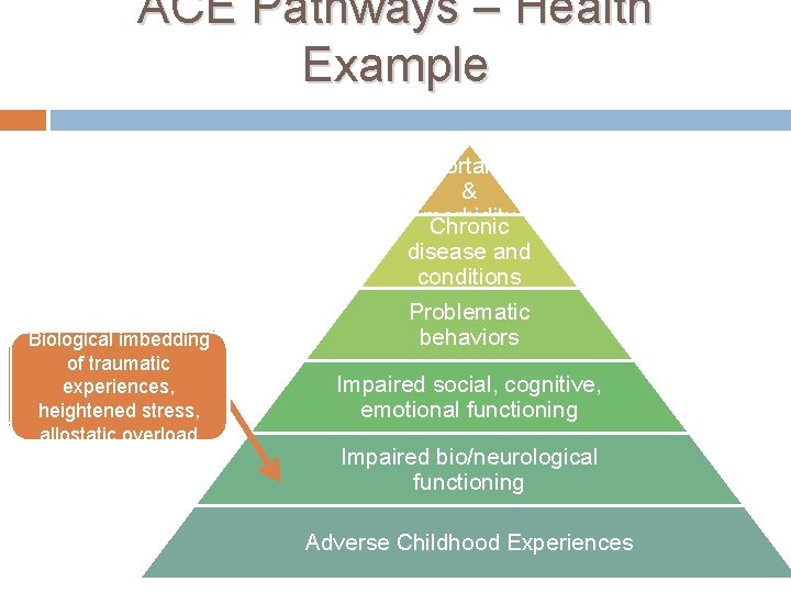 ACE Pathways – Health Example Increased mortality & morbidity Chronic disease and conditions Biological