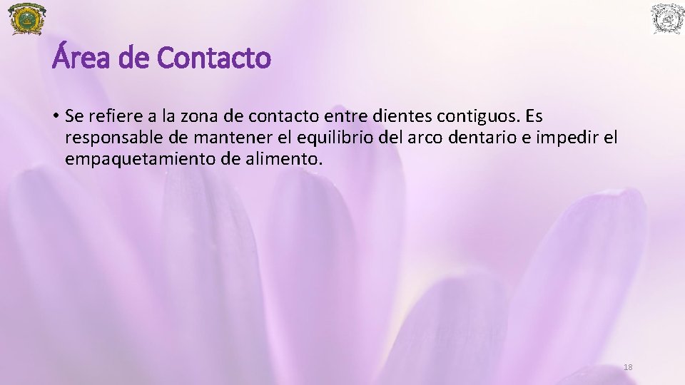 Área de Contacto • Se refiere a la zona de contacto entre dientes contiguos.