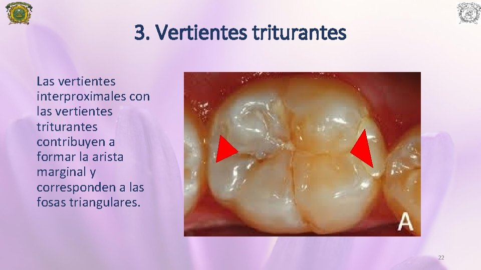 3. Vertientes triturantes Las vertientes interproximales con las vertientes triturantes contribuyen a formar la