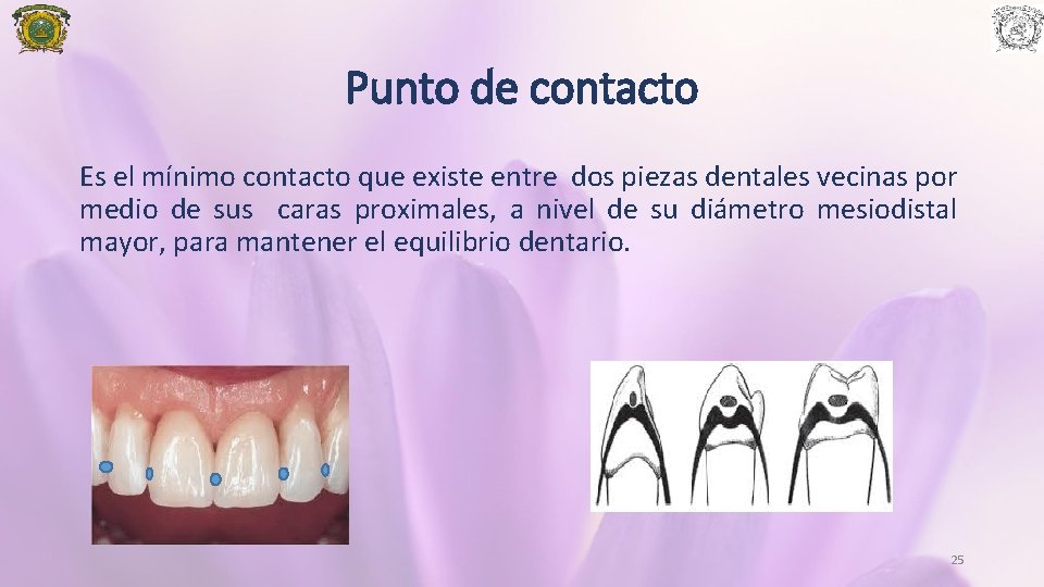 Punto de contacto Es el mínimo contacto que existe entre dos piezas dentales vecinas