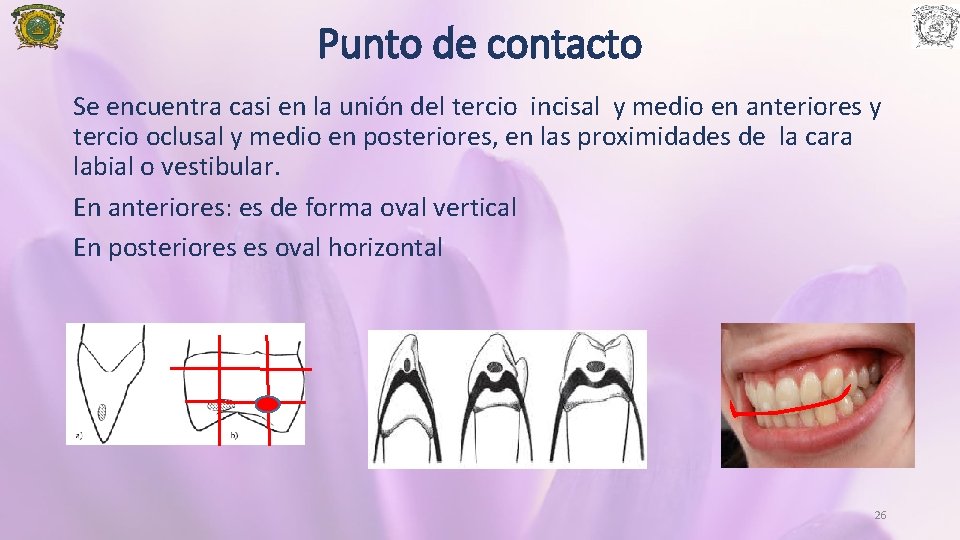 Punto de contacto Se encuentra casi en la unión del tercio incisal y medio