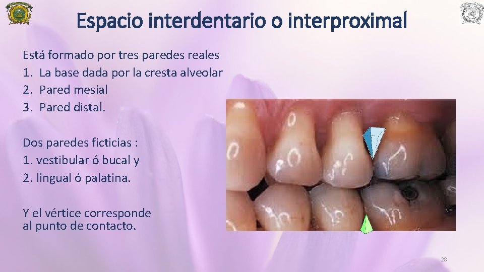 Espacio interdentario o interproximal Está formado por tres paredes reales 1. La base dada