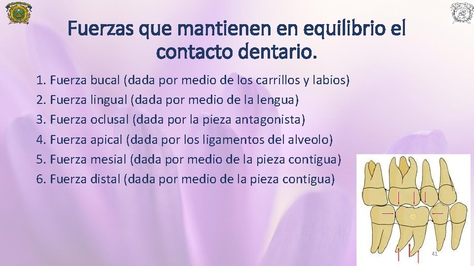 Fuerzas que mantienen en equilibrio el contacto dentario. 1. Fuerza bucal (dada por medio