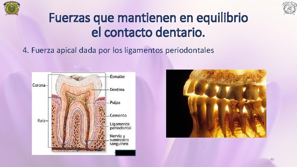 Fuerzas que mantienen en equilibrio el contacto dentario. 4. Fuerza apical dada por los