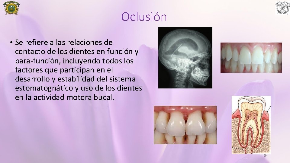 Oclusión • Se refiere a las relaciones de contacto de los dientes en función