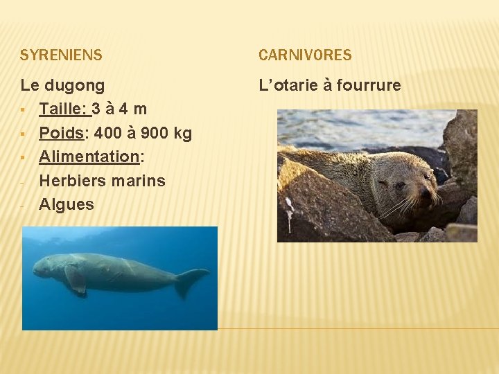 SYRENIENS CARNIVORES Le dugong § Taille: 3 à 4 m § Poids: 400 à