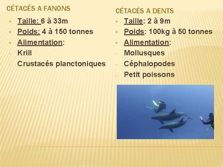 CÉTACÉS A FANONS § § § - Taille: 6 à 33 m Poids: 4