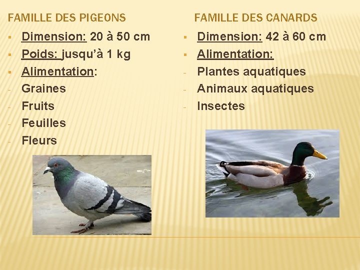 FAMILLE DES PIGEONS § § § - Dimension: 20 à 50 cm Poids: jusqu’à