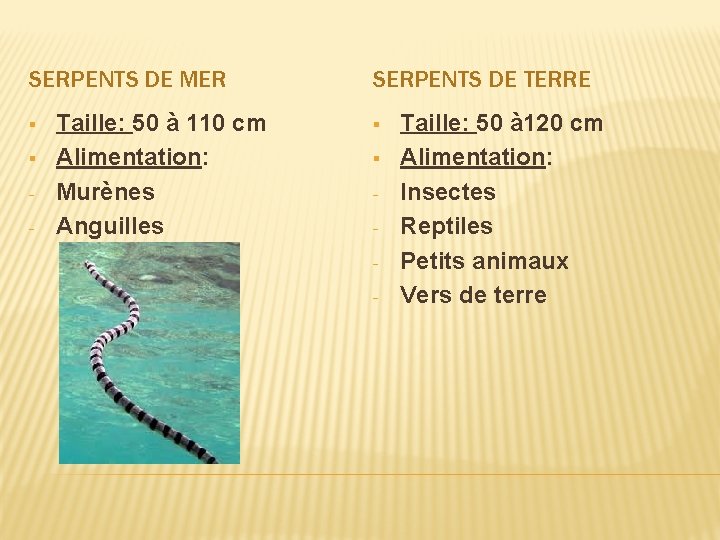 SERPENTS DE MER § § - Taille: 50 à 110 cm Alimentation: Murènes Anguilles