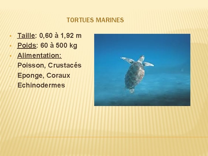 TORTUES MARINES § § § - Taille: 0, 60 à 1, 92 m Poids: