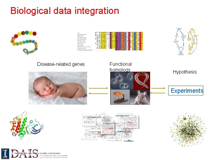 Biological data integration Disease-related genes Functional homologs Hypothesis Experiments 