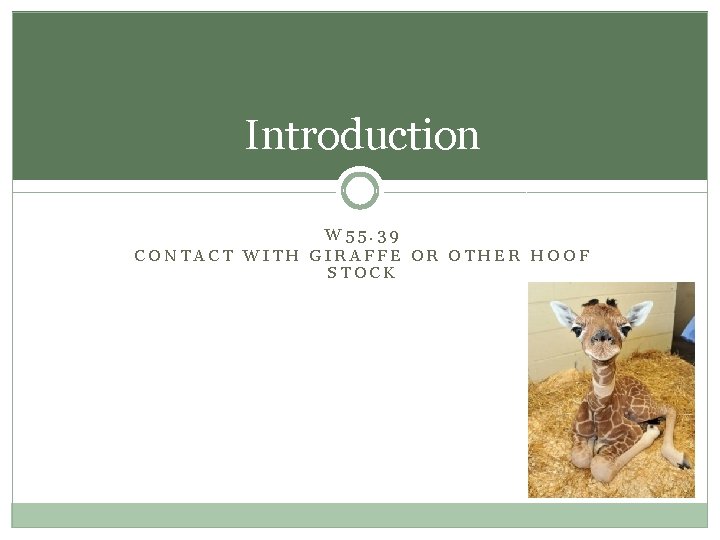 Introduction W 55. 39 CONTACT WITH GIRAFFE OR OTHER HOOF STOCK Introduction W 55. 39 CONTACT WITH GIRAFFE OR OTHER HOOF STOCK