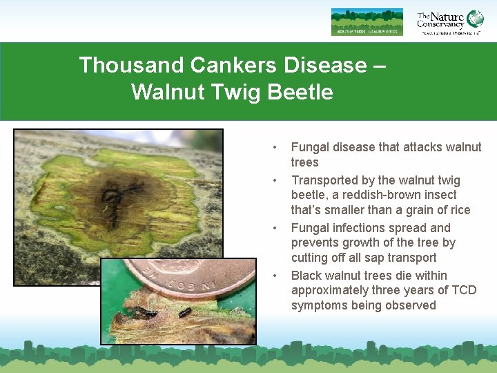 Thousand Cankers Disease – Walnut Twig Beetle • • Fungal disease that attacks walnut