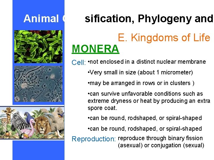 Animal Classification, Phylogeny and E. Kingdoms of Life MONERA Cell: • not enclosed in